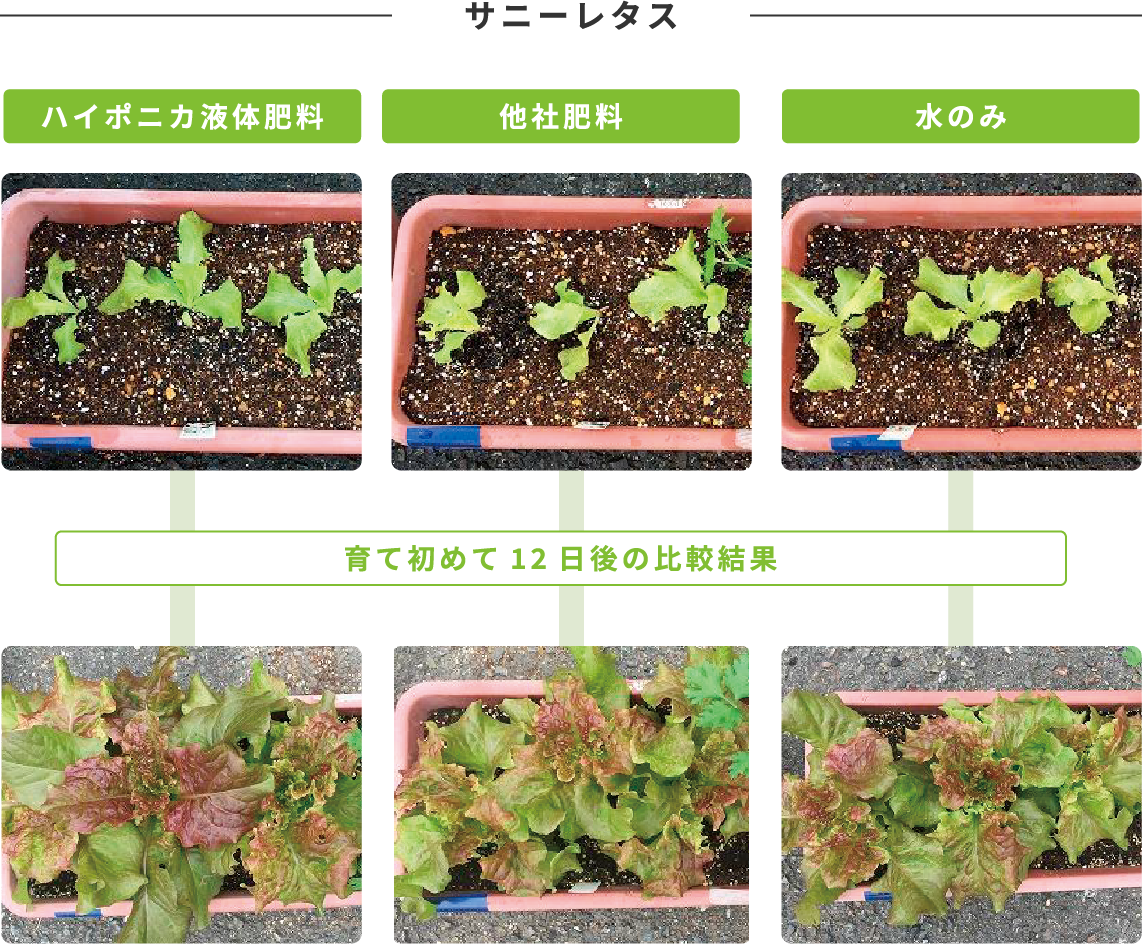 比較実験サニーレタス ハイポニカ液体肥料、他社肥料、水のみ 育て初めて12日後の比較結果