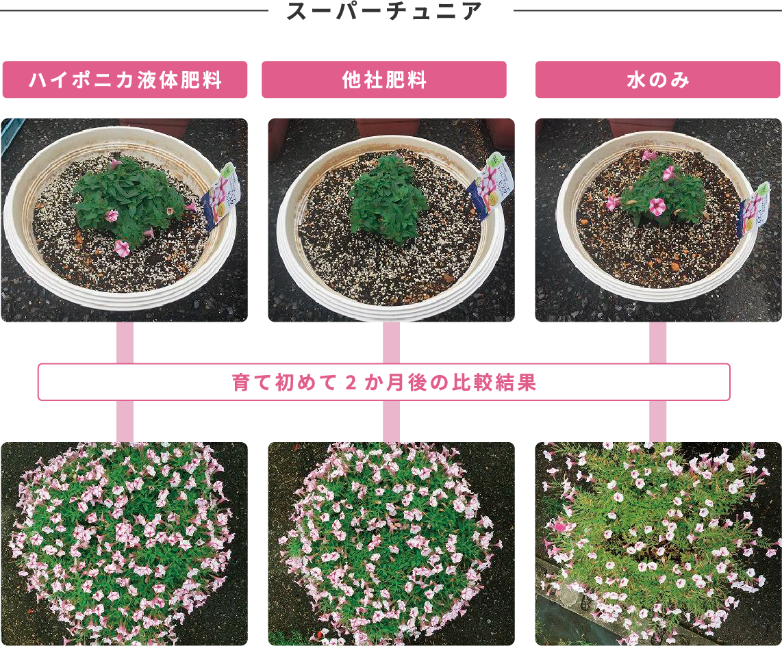 比較実験スーパーチュニア ハイポニカ液体肥料、他社肥料、水のみ 育て始めて2か月後の比較結果