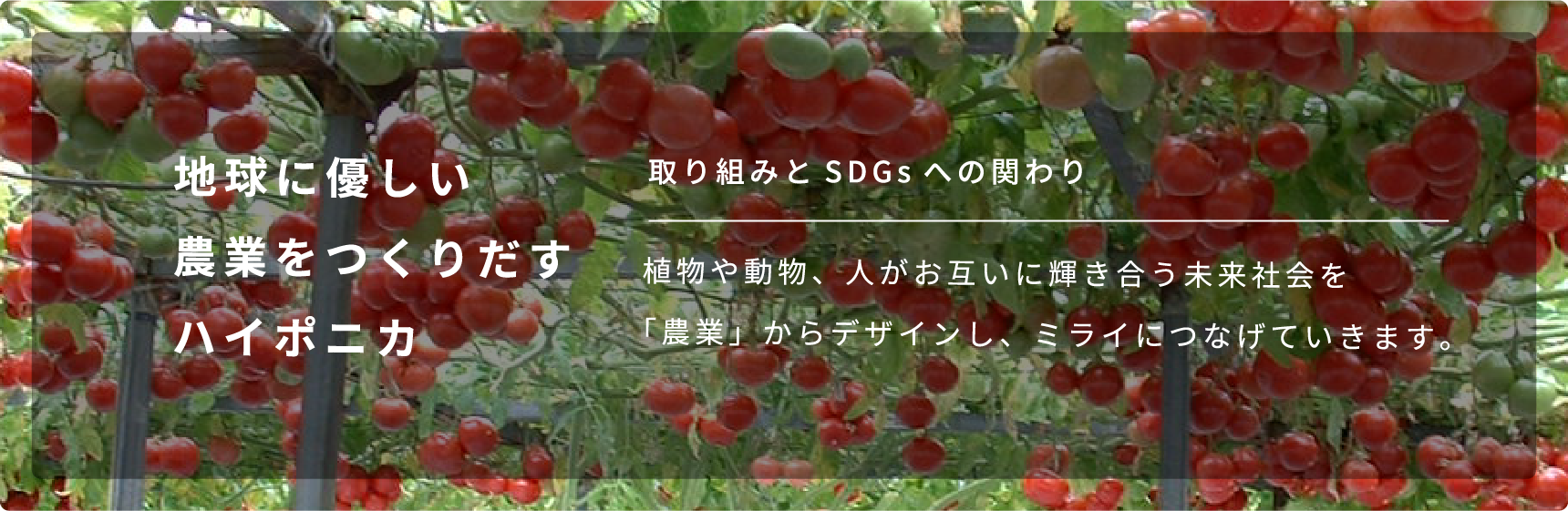 地球に優しい農業をつくりだすハイポニカ 取り組みとSDGsへの関わり 植物や動物、人がお互いに輝き合う未来社会を「農業」からデザインし、ミライにつなげていきます。Read more